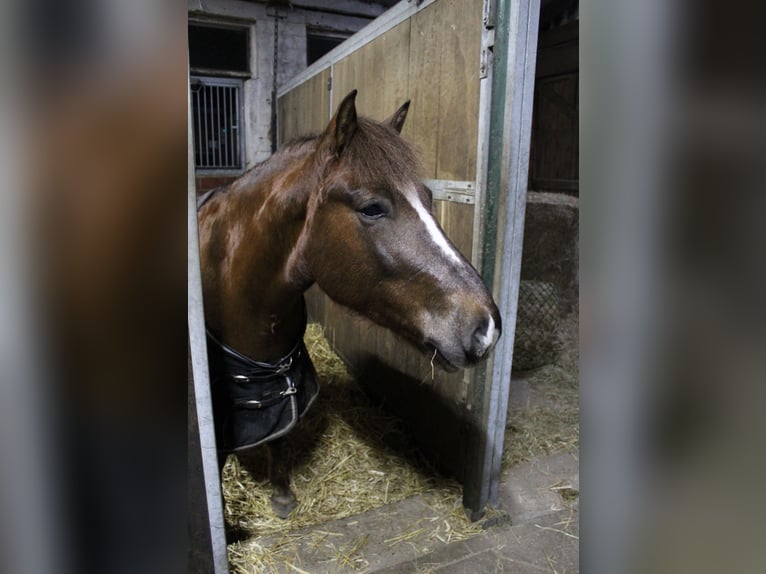 Weitere Ponys/Kleinpferde Wallach 9 Jahre 140 cm Dunkelfuchs in Rheine