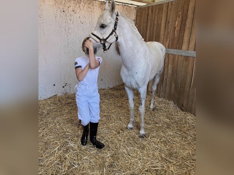Weitere Ponys/Kleinpferde Wallach 9 Jahre 140 cm Schimmel in Woldert