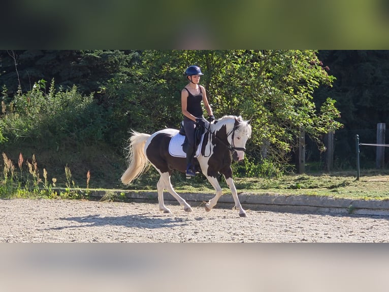 Weitere Ponys/Kleinpferde Mix Wallach 9 Jahre 142 cm Schecke in Berlin