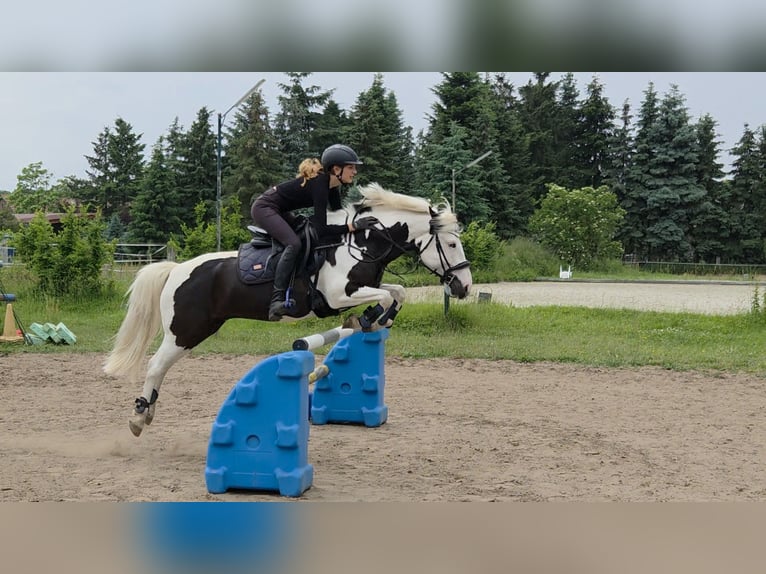 Weitere Ponys/Kleinpferde Mix Wallach 9 Jahre 142 cm Schecke in Berlin