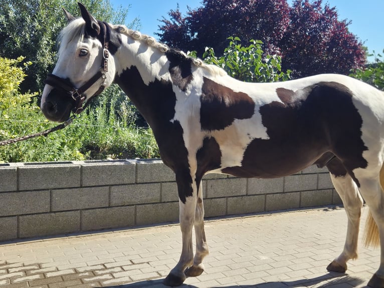 Weitere Ponys/Kleinpferde Mix Wallach 9 Jahre 142 cm Schecke in Berlin