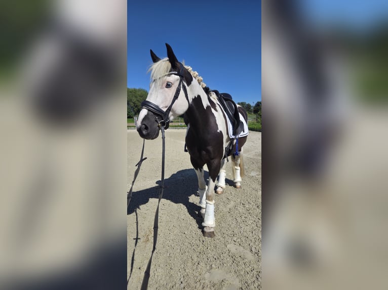 Weitere Ponys/Kleinpferde Mix Wallach 9 Jahre 142 cm Schecke in Berlin