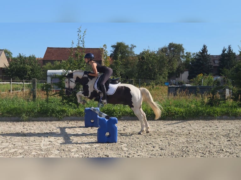 Weitere Ponys/Kleinpferde Mix Wallach 9 Jahre 142 cm Schecke in Berlin