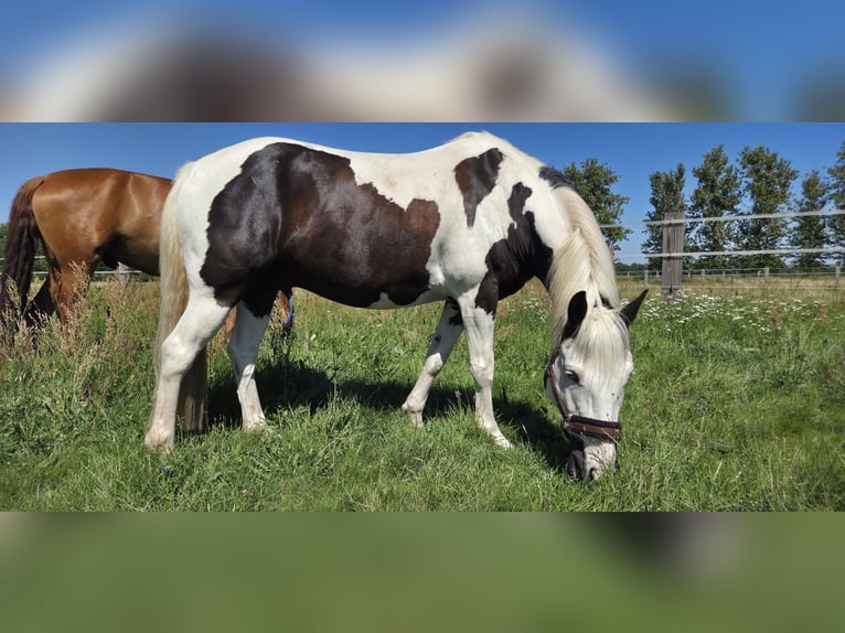 Weitere Ponys/Kleinpferde Mix Wallach 9 Jahre 142 cm Schecke in Berlin