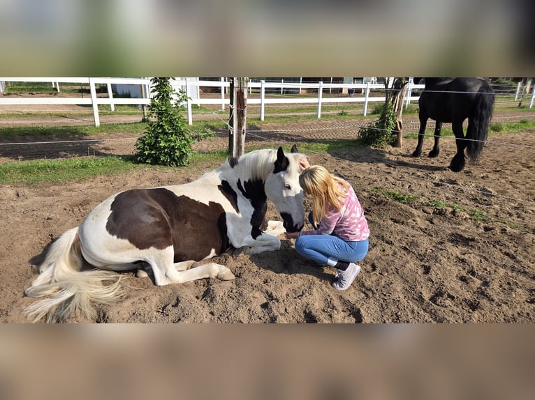 Weitere Ponys/Kleinpferde Mix Wallach 9 Jahre 142 cm Schecke in Berlin