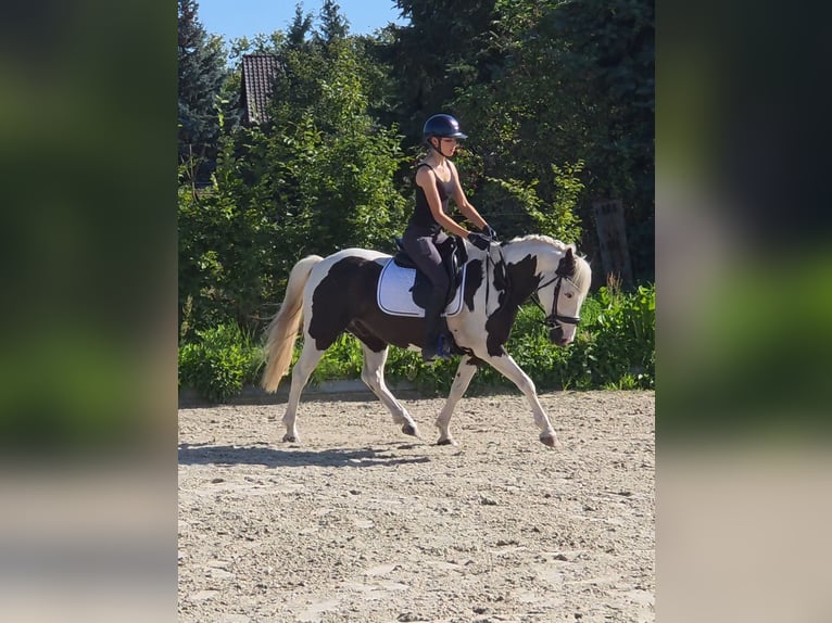 Weitere Ponys/Kleinpferde Mix Wallach 9 Jahre 142 cm Schecke in Berlin