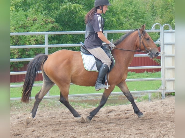 Weitere Ponys/Kleinpferde Wallach 9 Jahre 144 cm Hellbrauner in Buttstädt