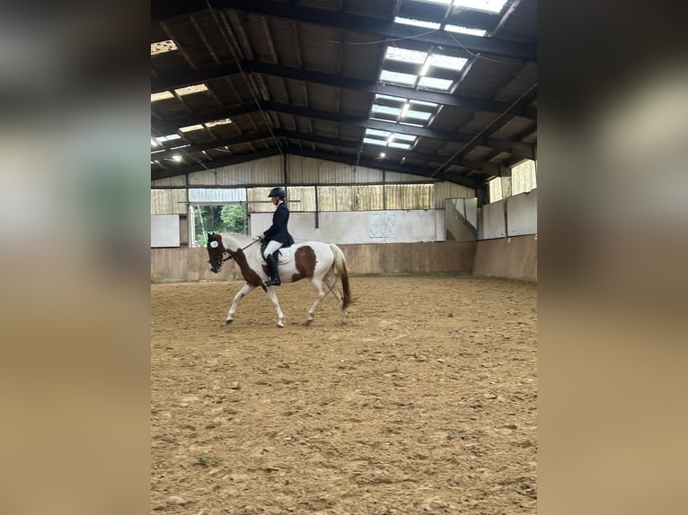 Weitere Ponys/Kleinpferde Wallach 9 Jahre 145 cm Schecke in Werne