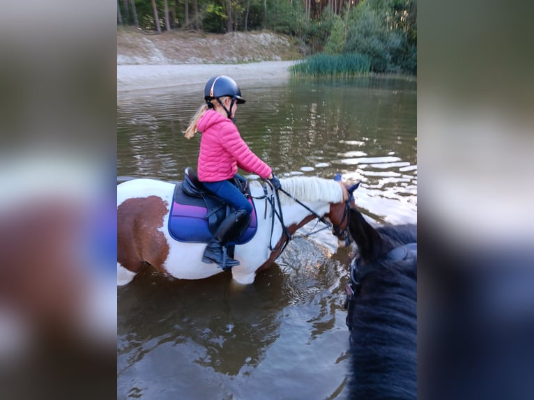 Weitere Ponys/Kleinpferde Wallach 9 Jahre 145 cm Schecke in Werne
