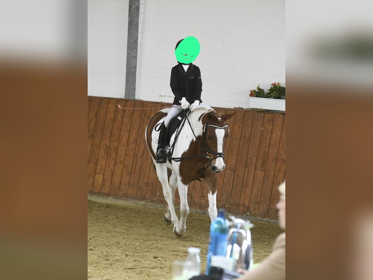 Weitere Ponys/Kleinpferde Wallach 9 Jahre 145 cm Schecke in Werne