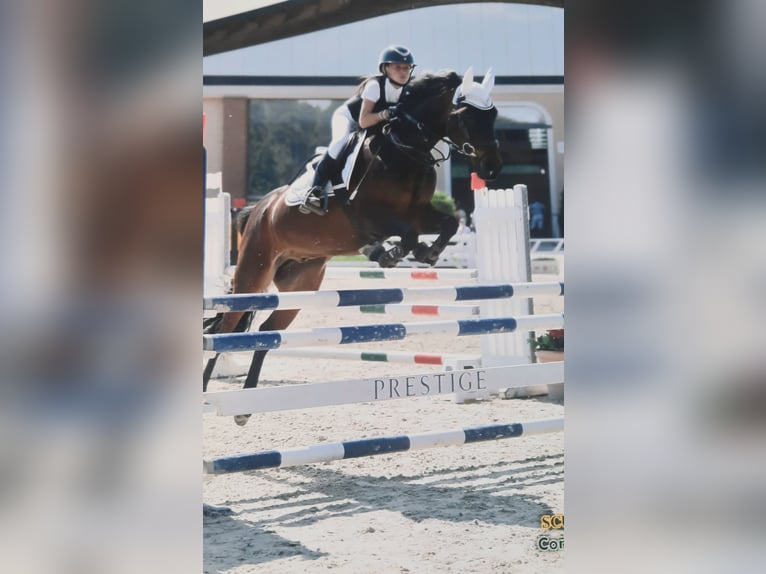 Weitere Ponys/Kleinpferde Wallach 9 Jahre 146 cm Dunkelbrauner in Besana Brianza
