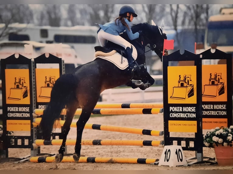 Weitere Ponys/Kleinpferde Wallach 9 Jahre 146 cm Dunkelbrauner in Besana Brianza