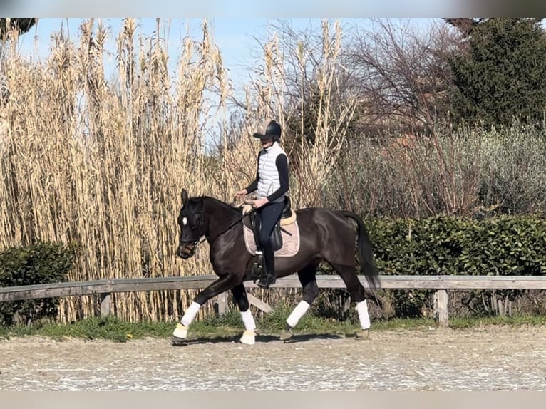 Weitere Ponys/Kleinpferde Wallach 9 Jahre 147 cm Dunkelbrauner in Rome