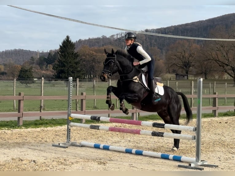 Weitere Ponys/Kleinpferde Wallach 9 Jahre 147 cm Dunkelbrauner in Rome