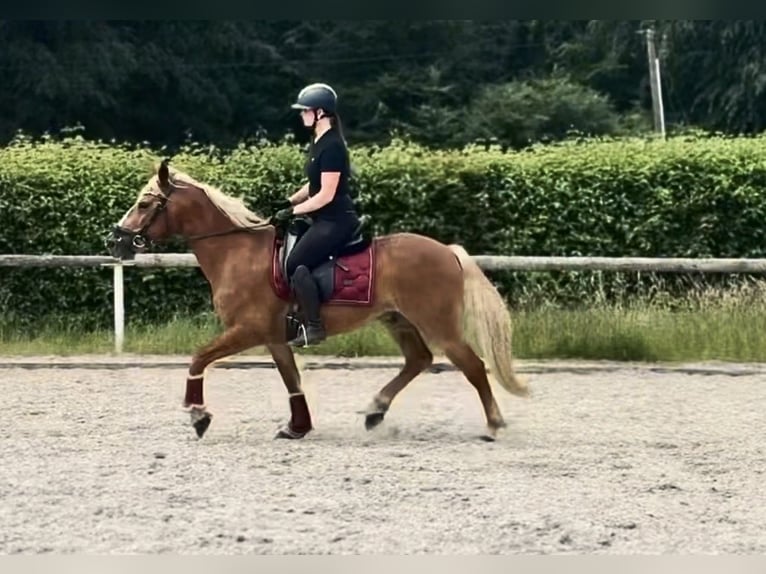 Weitere Ponys/Kleinpferde Wallach 9 Jahre 148 cm Fuchs in Neustadt (Wied)