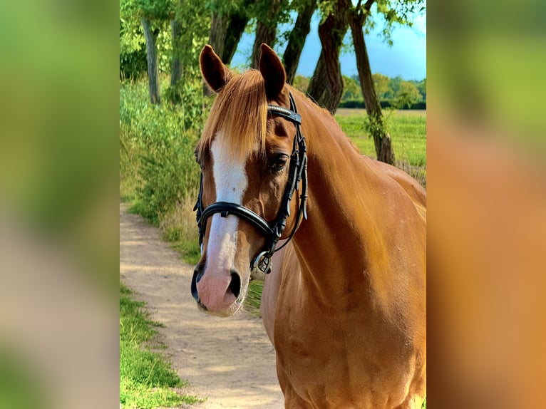 Weitere Ponys/Kleinpferde Wallach 9 Jahre 148 cm Fuchs in Weiterstadt