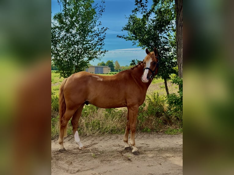 Weitere Ponys/Kleinpferde Wallach 9 Jahre 148 cm Fuchs in Weiterstadt