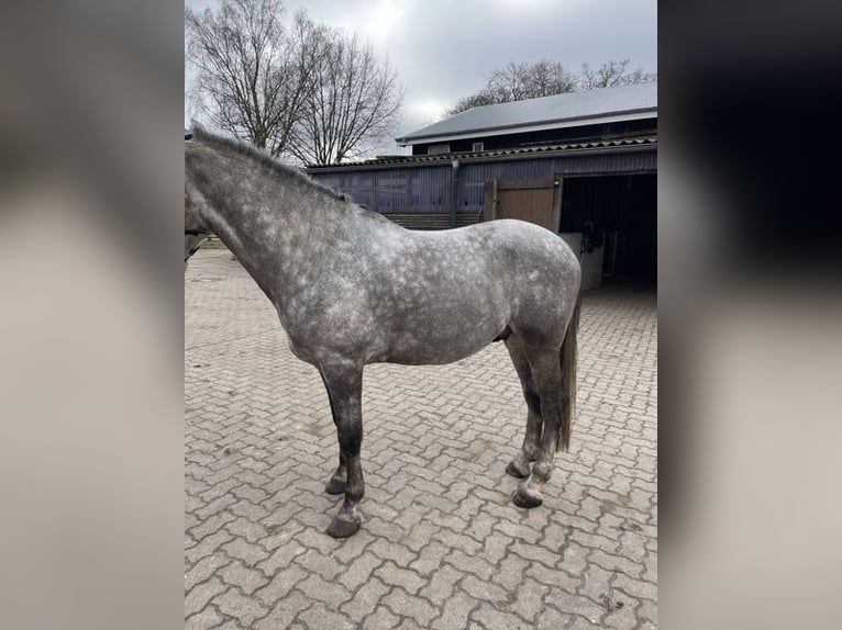 Weitere Ponys/Kleinpferde Wallach 9 Jahre 148 cm Schimmel in Norderstedt