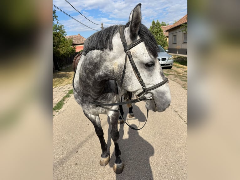 Weitere Ponys/Kleinpferde Mix Wallach 9 Jahre 150 cm Apfelschimmel in Mönchengladbach