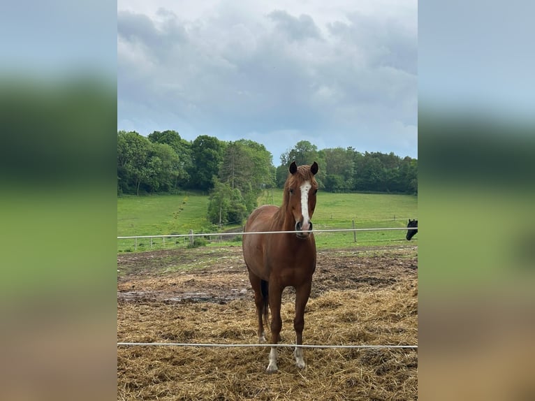 Weitere Ponys/Kleinpferde Wallach 9 Jahre 150 cm Fuchs in Plaue