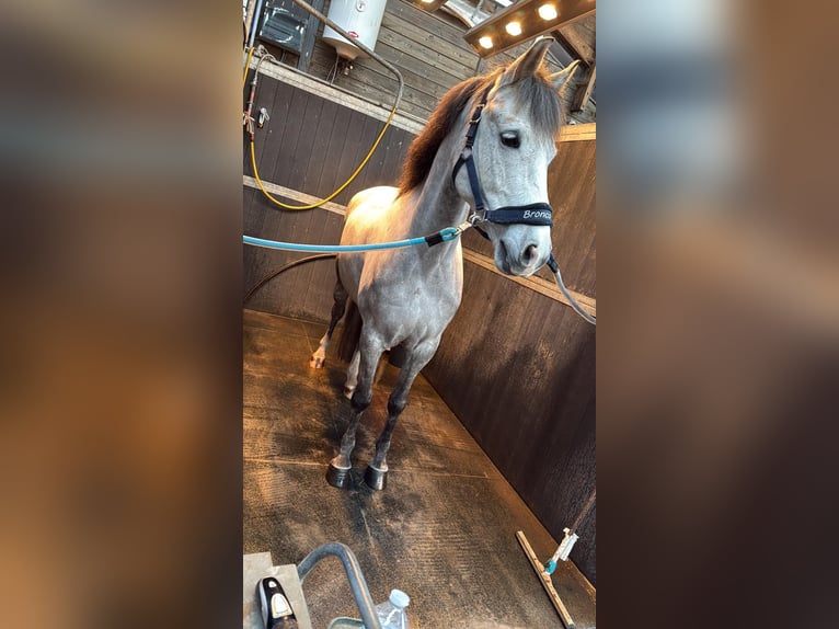 Weitere Ponys/Kleinpferde Wallach 9 Jahre 152 cm Schimmel in Puurs