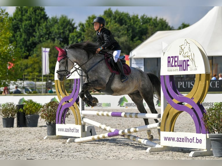 Weitere Ponys/Kleinpferde Wallach 9 Jahre 152 cm Schimmel in Puurs