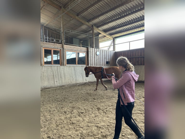 Weitere Ponys/Kleinpferde Mix Wallach 9 Jahre 153 cm Fuchs in Niederstetten