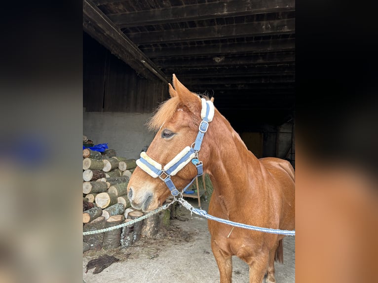 Weitere Ponys/Kleinpferde Mix Wallach 9 Jahre 153 cm Fuchs in Niederstetten