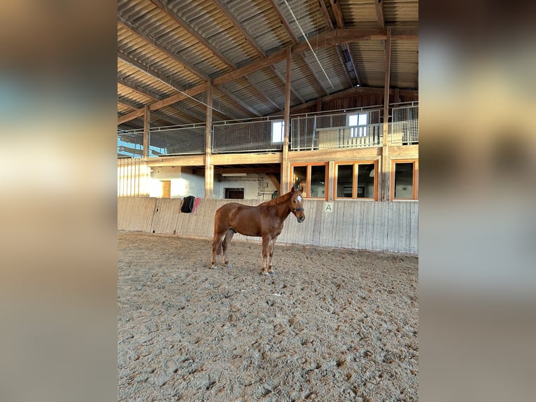 Weitere Ponys/Kleinpferde Mix Wallach 9 Jahre 153 cm Fuchs in Niederstetten