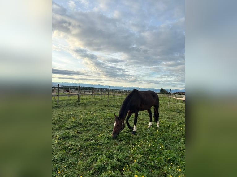 Weitere Ponys/Kleinpferde Wallach 9 Jahre 157 cm Dunkelbrauner in Friedrichshafen