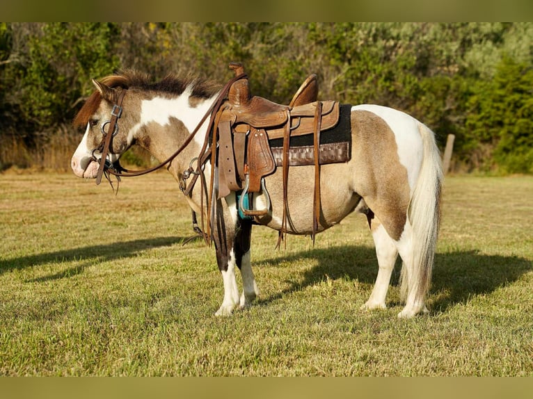 Weitere Ponys/Kleinpferde Wallach 9 Jahre 84 cm Schecke in Corsica