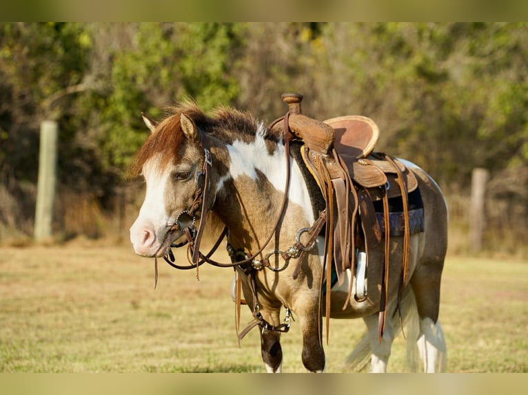 Weitere Ponys/Kleinpferde Wallach 9 Jahre 84 cm Schecke in Corsica