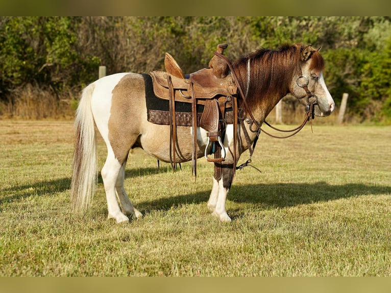 Weitere Ponys/Kleinpferde Wallach 9 Jahre 84 cm Schecke in Corsica