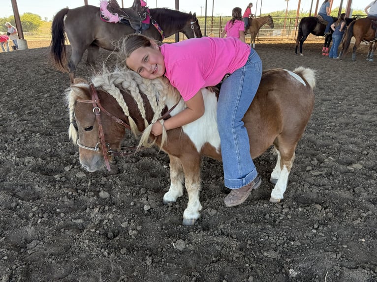 Weitere Ponys/Kleinpferde Wallach 9 Jahre 86 cm Schecke in Forney