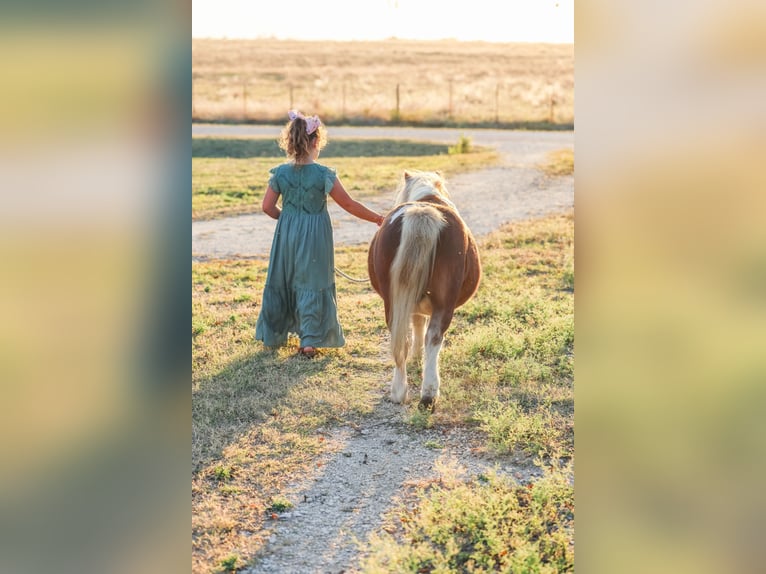 Weitere Ponys/Kleinpferde Wallach 9 Jahre 86 cm Schecke in Forney