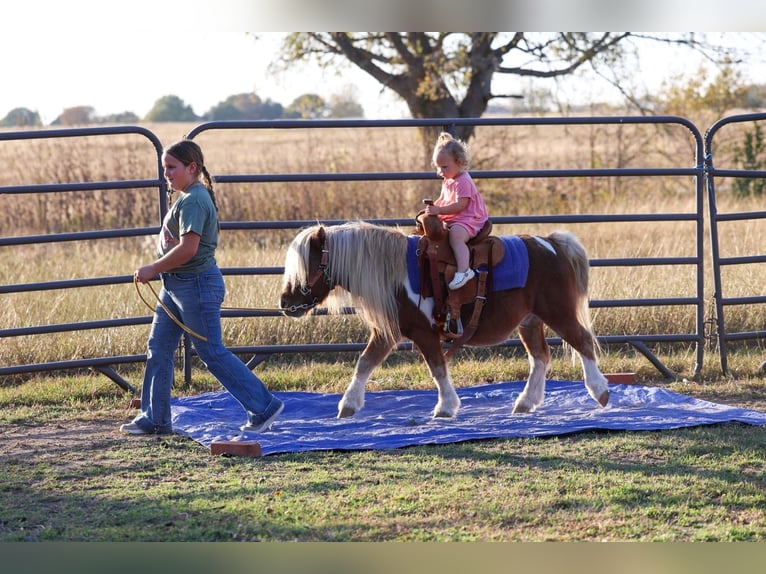 Weitere Ponys/Kleinpferde Wallach 9 Jahre 86 cm Schecke in Forney
