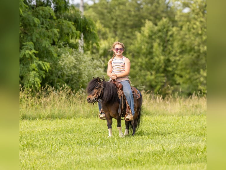 Weitere Ponys/Kleinpferde Wallach 9 Jahre 89 cm Rotbrauner in Ewing