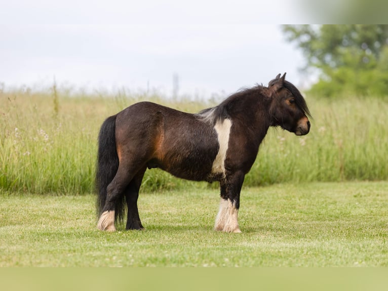 Weitere Ponys/Kleinpferde Wallach 9 Jahre 89 cm Rotbrauner in Ewing