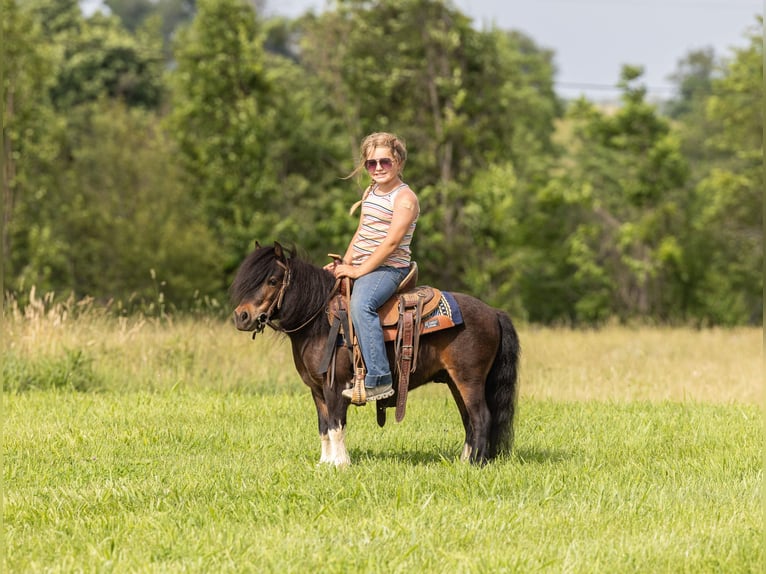 Weitere Ponys/Kleinpferde Wallach 9 Jahre 89 cm Rotbrauner in Ewing