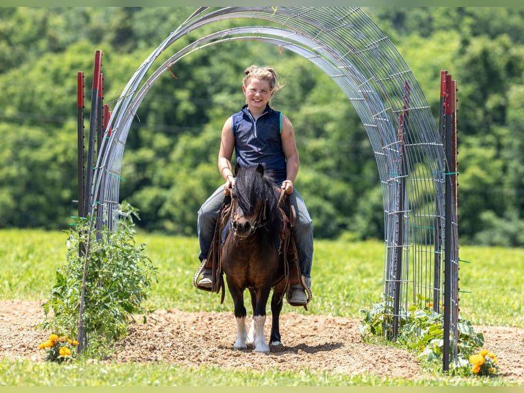 Weitere Ponys/Kleinpferde Wallach 9 Jahre 89 cm Rotbrauner in Ewing