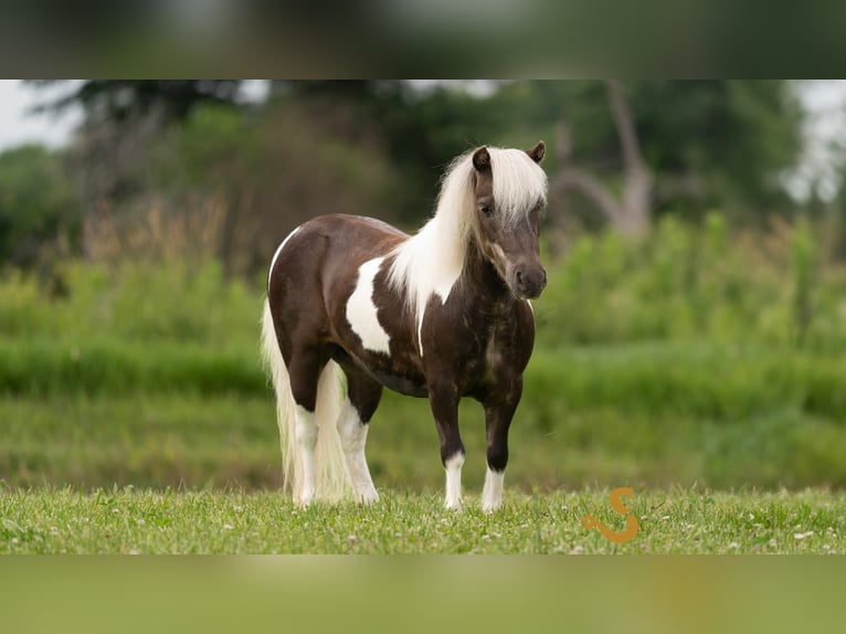 Weitere Ponys/Kleinpferde Wallach 9 Jahre 89 cm in Bogard, MO