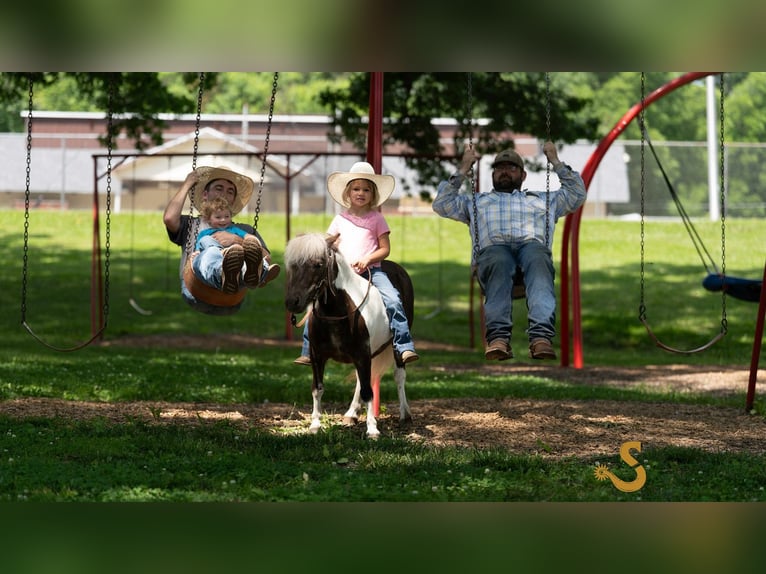 Weitere Ponys/Kleinpferde Wallach 9 Jahre 89 cm in Bogard, MO