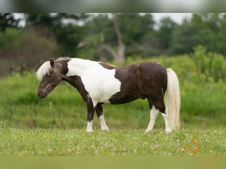 Weitere Ponys/Kleinpferde Wallach 9 Jahre 89 cm in Bogard, MO