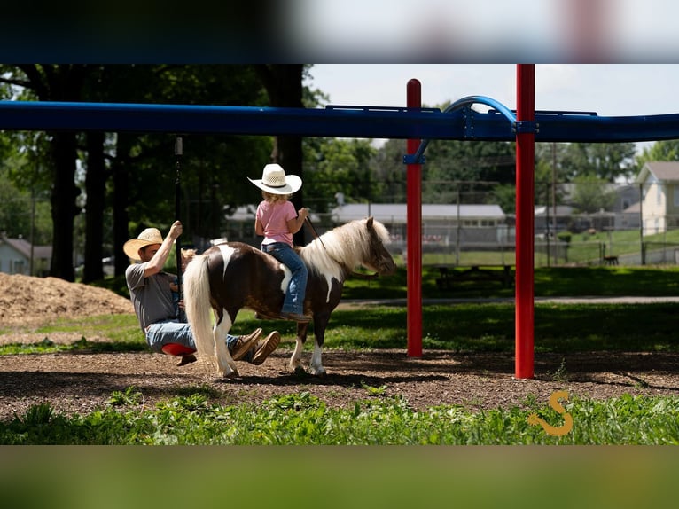 Weitere Ponys/Kleinpferde Wallach 9 Jahre 89 cm in Bogard, MO
