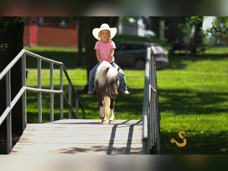 Weitere Ponys/Kleinpferde Wallach 9 Jahre 89 cm in Bogard, MO