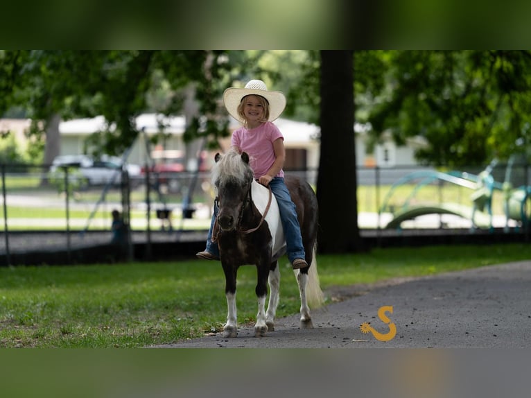 Weitere Ponys/Kleinpferde Wallach 9 Jahre 89 cm in Bogard, MO