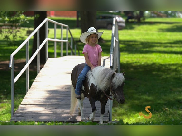 Weitere Ponys/Kleinpferde Wallach 9 Jahre 89 cm in Bogard, MO