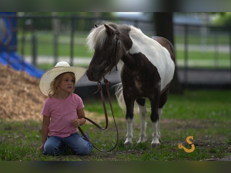 Weitere Ponys/Kleinpferde Wallach 9 Jahre 89 cm in Bogard, MO