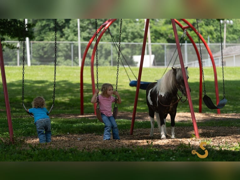 Weitere Ponys/Kleinpferde Wallach 9 Jahre 89 cm in Bogard, MO