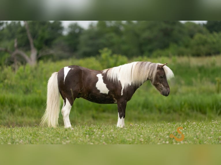 Weitere Ponys/Kleinpferde Wallach 9 Jahre 89 cm in Bogard, MO